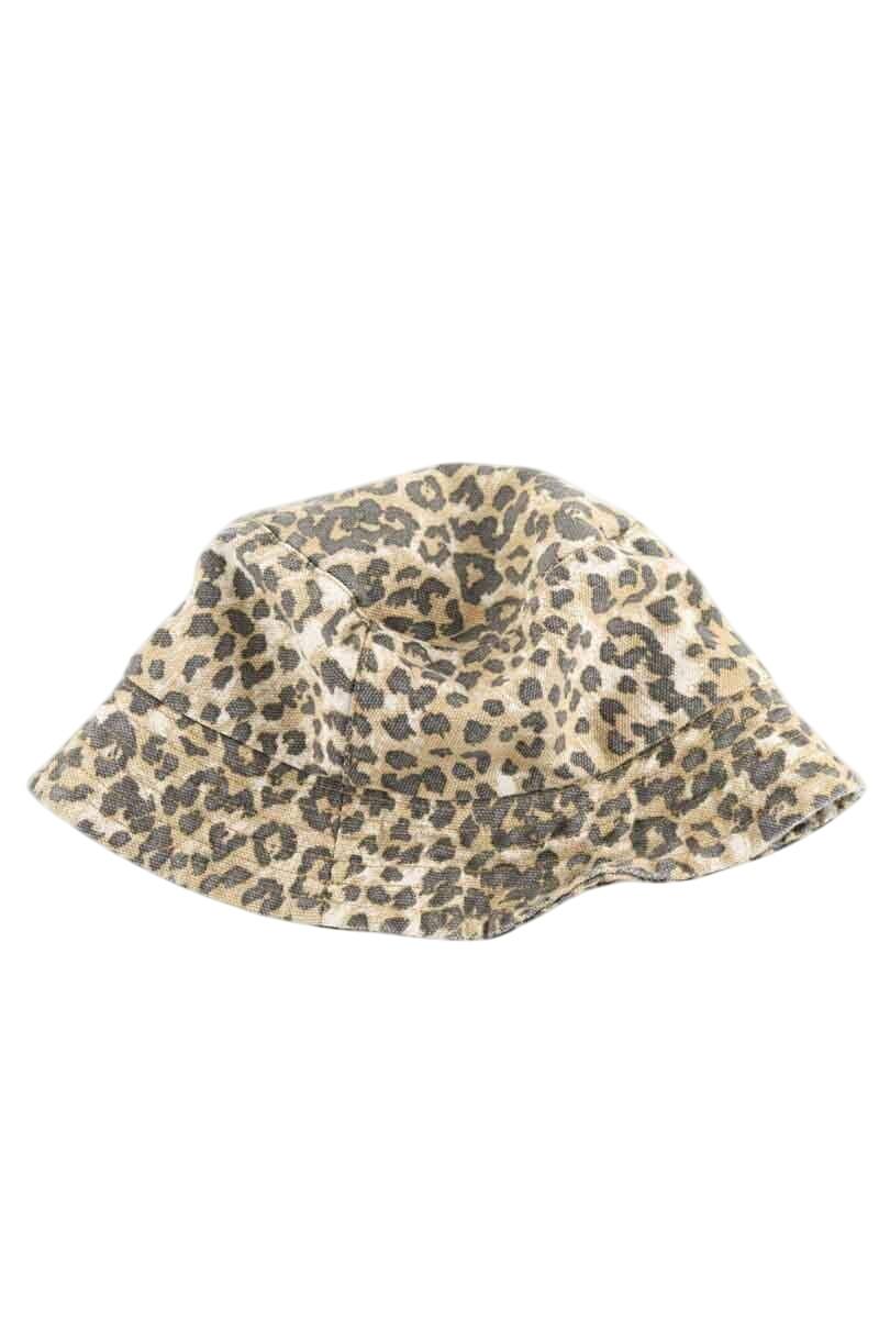 Autres RAGDOLL  Marron